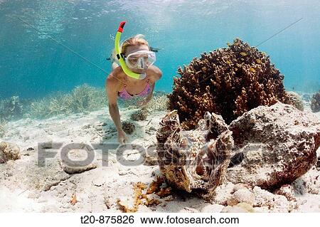 Giant Clam and Diver, Tridacna Squamosa, Micronesia, Palau View Large Photo Image Stock Photograph - Giant Clam and Diver, Tridacna Squamosa, Micronesia, Palau. Fotosearch