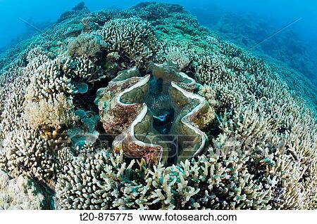 Stock Photography - Giant Clam between Branching Corals, Tridacna Squamosa, Micronesia, Palau. Fotosearch