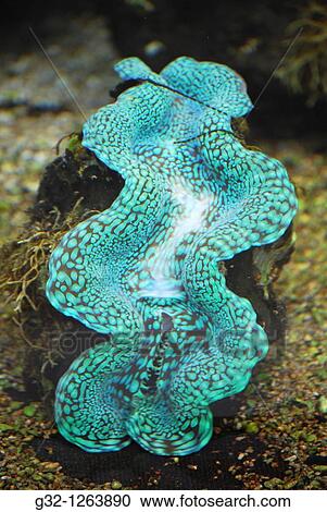 Giant Clam (Tridacna gigas), French Polynesia View Large Photo Image Stock Image - Giant Clam (Tridacna gigas), French Polynesia. Fotosearch