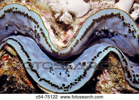 Giant Clam (Tridacna maxima). Red Sea View Large Photo Image Stock Image - Giant Clam (Tridacna maxima). Red Sea. Fotosearch