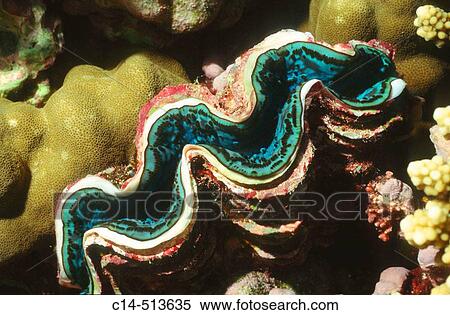 giant clam age