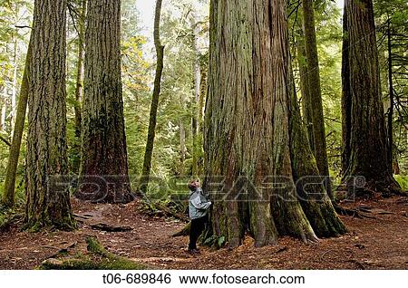 Stock Photograph - Giant Douglas fir (Pseudotsuga menziesii), Cathedral grove forest, temperate rainforest, Vancouver Island, British Columbia, Canada. Fotosearch