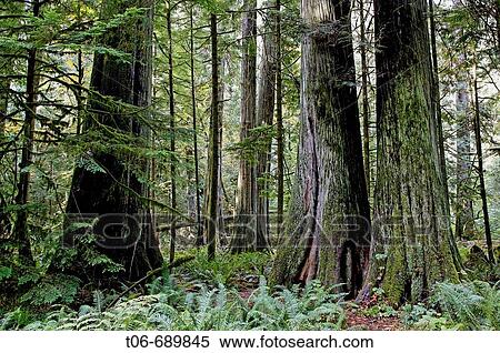 Giant Douglas fir (Pseudotsuga menziesii), Cathedral grove forest, temperate rainforest, Vancouver Island, British Columbia, Canada View Large Photo Image Stock Photography - Giant Douglas fir (Pseudotsuga menziesii), Cathedral grove forest, temperate rainforest, Vancouver Island, British Columbia, Canada. Fotosearch