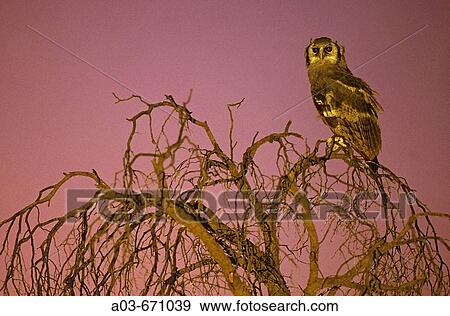 Giant Eagle Owl, Bubo lacteus, at dusk, Kgalagadi Transfrontier Park, Kalahari, South Africa View Large Photo Image Stock Photo - Giant Eagle Owl, Bubo lacteus, at dusk, Kgalagadi Transfrontier Park, Kalahari, South Africa. Fotosearch