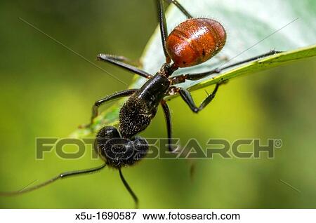 Giant forest ant foraging - Componatus gigas View Large Photo Image Stock Photo - Giant forest ant foraging - Componatus gigas. Fotosearch