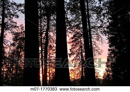Giant Forest, Sequoia National Park in Tulare County, Sierra Nevada, California, United States, USA Sequoiadendron giganteum View Large Photo Image Stock Image - Giant Forest, Sequoia National Park in Tulare County, Sierra Nevada, California, United States, USA Sequoiadendron giganteum. Fotosearch
