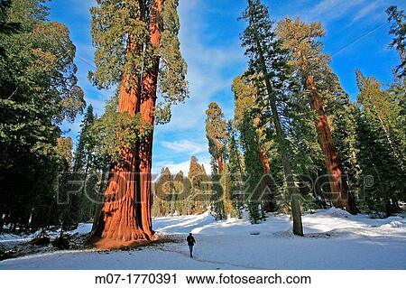 Giant Forest, Sequoia National Park in Tulare County, Sierra Nevada, California, United States, USA Sequoiadendron giganteum View Large Photo Image Stock Image - Giant Forest, Sequoia National Park in Tulare County, Sierra Nevada, California, United States, USA Sequoiadendron giganteum. Fotosearch