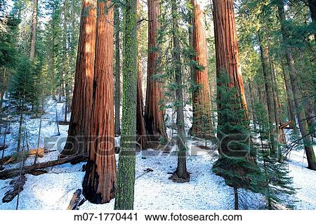 Giant Forest, Sequoia National Park in Tulare County, Sierra Nevada, California, United States, USA Sequoiadendron giganteum View Large Photo Image Stock Image - Giant Forest, Sequoia National Park in Tulare County, Sierra Nevada, California, United States, USA Sequoiadendron giganteum. Fotosearch