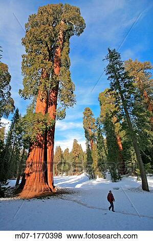 Giant Forest, Sequoia National Park in Tulare County, Sierra Nevada, California, United States, USA Sequoiadendron giganteum View Large Photo Image Stock Photo - Giant Forest, Sequoia National Park in Tulare County, Sierra Nevada, California, United States, USA Sequoiadendron giganteum. Fotosearch