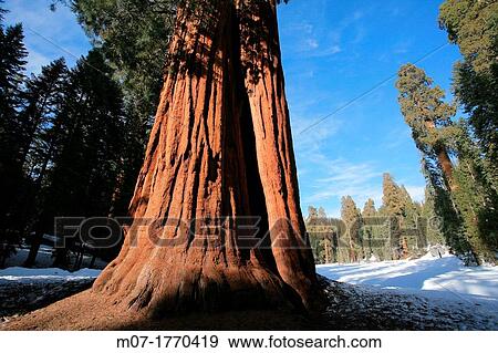 Giant Forest, Sequoia National Park in Tulare County, Sierra Nevada, California, United States, USA Sequoiadendron giganteum View Large Photo Image Stock Photo - Giant Forest, Sequoia National Park in Tulare County, Sierra Nevada, California, United States, USA Sequoiadendron giganteum. Fotosearch