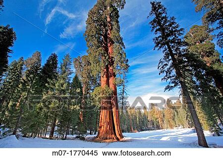 Giant Forest, Sequoia National Park in Tulare County, Sierra Nevada, California, United States, USA Sequoiadendron giganteum View Large Photo Image Stock Photography - Giant Forest, Sequoia National Park in Tulare County, Sierra Nevada, California, United States, USA Sequoiadendron giganteum. Fotosearch