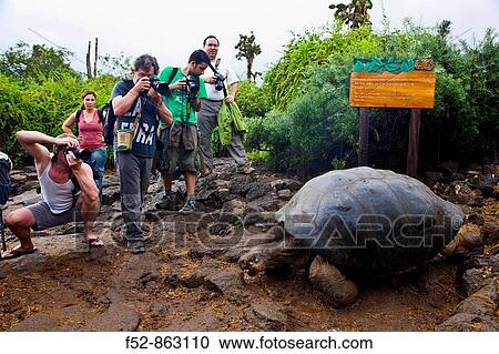 Giant Galapagos tortoises breeding center, Puerto Ayora, Santa Cruz Island, Galapagos Islands, Ecuador View Large Photo Image Stock Image - Giant Galapagos tortoises breeding center, Puerto Ayora, Santa Cruz Island, Galapagos Islands, Ecuador. Fotosearch