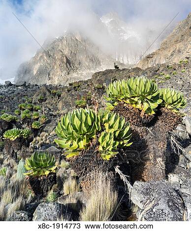Giant Groundsel or Dendrosenecio senecio keniodendron in the Mount Kenya National Park, Kenya, and the peaks Batian and Nelion of Mt Kenya in the background View Large Photo Image Stock Image - Giant Groundsel or Dendrosenecio senecio keniodendron in the Mount Kenya National Park, Kenya, and the peaks Batian and Nelion of Mt Kenya in the background. Fotosearch