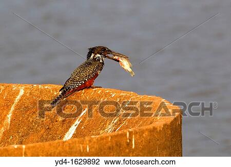 Giant Kingfisher Megaceryle maxima, fishing, Kruger National Park, South Africa View Large Photo Image Stock Image - Giant Kingfisher Megaceryle maxima, fishing, Kruger National Park, South Africa. Fotosearch