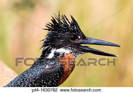 Giant Kingfisher Megaceryle maxima, Kruger National Park, South Africa View Large Photo Image Stock Image - Giant Kingfisher Megaceryle maxima, Kruger National Park, South Africa. Fotosearch