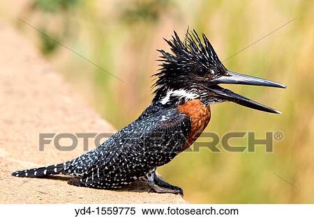Giant Kingfisher Megaceryle maxima, Kruger National Park, South Africa View Large Photo Image Stock Photography - Giant Kingfisher Megaceryle maxima, Kruger National Park, South Africa. Fotosearch