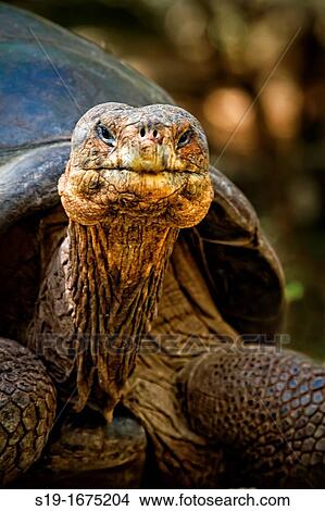 Giant Land Tortoise, Galapagos Islands. View Large Photo Image Picture - Giant Land Tortoise, Galapagos Islands.. Fotosearch