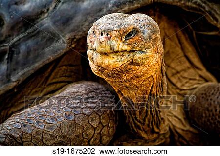 Giant Land Tortoise, Galapagos Islands. View Large Photo Image Stock Image - Giant Land Tortoise, Galapagos Islands.. Fotosearch