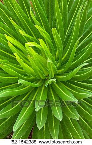 Giant Lobelia, Aberdare National Park, Kenya, Africa. View Large Photo Image Stock Photo - Giant Lobelia, Aberdare National Park, Kenya, Africa.. Fotosearch