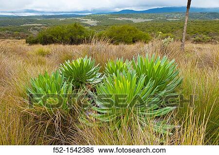 Giant Lobelia, Aberdare National Park, Kenya, Africa. View Large Photo Image Stock Photography - Giant Lobelia, Aberdare National Park, Kenya, Africa.. Fotosearch