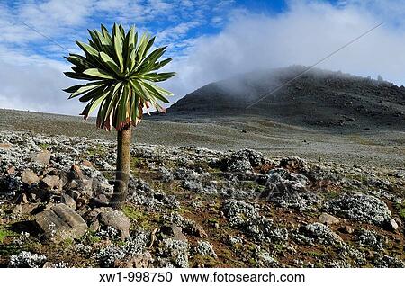 Stock Image - giant Lobelia on the Sanetti Plateau, Bale Mountains National Park, Oromia, Ethiopia, Africa. Fotosearch