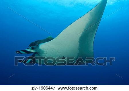Giant Manta Ray Manta birostris Roca Partida Island Socorro Islands Baja California Mexico View Large Photo Image Stock Photo - Giant Manta Ray Manta birostris Roca Partida Island Socorro Islands Baja California Mexico. Fotosearch