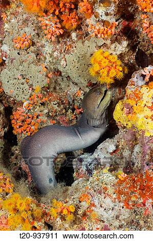 Giant Moray hunting at Night, Gymnothorax javanicus, Maya Thila, North Ari Atoll, Maldives View Large Photo Image Stock Image - Giant Moray hunting at Night, Gymnothorax javanicus, Maya Thila, North Ari Atoll, Maldives. Fotosearch