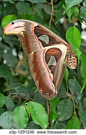 Stock Photograph - Giant moth Attacus atlas. Fotosearch