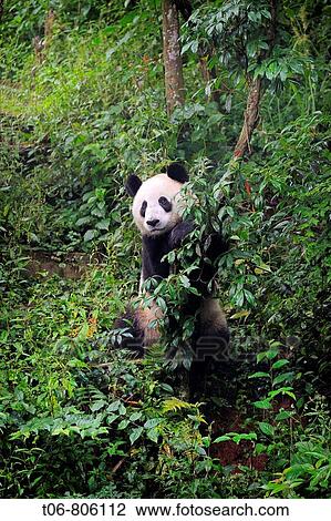 Giant panda (Ailuropoda melanoleuca) at Bifengxia Giant Panda Breeding and Conservation Center, Yaan, Sichuan, China View Large Photo Image Stock Image - Giant panda (Ailuropoda melanoleuca) at Bifengxia Giant Panda Breeding and Conservation Center, Yaan, Sichuan, China. Fotosearch