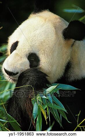 Giant Panda, ailuropoda melanoleuca, Adult eating Bamboo. View Large Photo Image Stock Image - Giant Panda, ailuropoda melanoleuca, Adult eating Bamboo.. Fotosearch