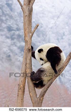 Giant Panda (Ailuropoda melanoleuca). China. View Large Photo Image Stock Photography - Giant Panda (Ailuropoda melanoleuca). China.. Fotosearch