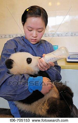 Stock Image - Giant panda baby (5 month old) bottle fed at Wolong's nursery (Ailuropoda melanoleuca) Wolong Nature Reserve, China. Fotosearch