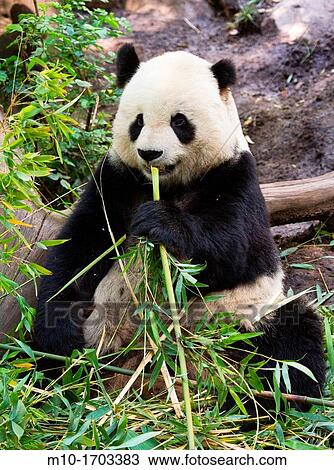 Giant Panda Bear eating on its back View Large Photo Image Stock Image - Giant Panda Bear eating on its back. Fotosearch