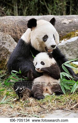 Giant panda mother and baby (Ailuropoda melanoleuca) Wolong Nature Reserve, China View Large Photo Image Picture - Giant panda mother and baby (Ailuropoda melanoleuca) Wolong Nature Reserve, China. Fotosearch