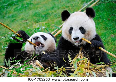 Giant panda pair eating bambou Ailuropoda melanoleuca captive ZooParc Beauval, France View Large Photo Image Stock Image - Giant panda pair eating bambou Ailuropoda melanoleuca captive ZooParc Beauval, France. Fotosearch