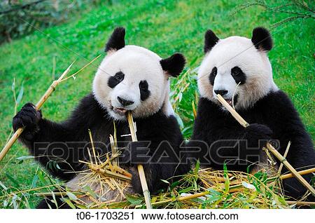 Giant panda pair eating bambou Ailuropoda melanoleuca captive ZooParc Beauval, France View Large Photo Image Stock Image - Giant panda pair eating bambou Ailuropoda melanoleuca captive ZooParc Beauval, France. Fotosearch
