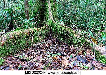 Giant root, Papua, Indonesia, Southeast Asia. View Large Photo Image Picture - Giant root, Papua, Indonesia, Southeast Asia.. Fotosearch