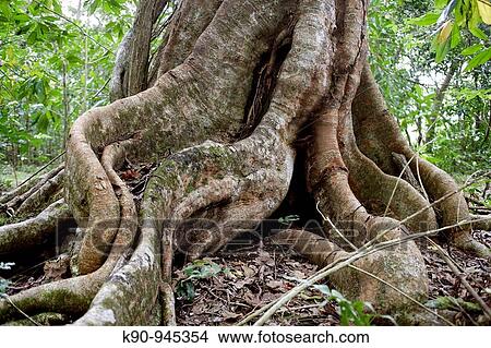 Picture - Giant roots in a dense forest, Espiritu Sanot, Vanuatu Islands, Melanesia, South Pacific. Fotosearch
