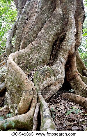 Giant roots in a dense forest, Espiritu Sanot, Vanuatu Islands, Melanesia, South Pacific View Large Photo Image Stock Image - Giant roots in a dense forest, Espiritu Sanot, Vanuatu Islands, Melanesia, South Pacific. Fotosearch