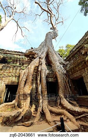Giant Roots in the Temple Ta Phrom in Angkor, Cambodia View Large Photo Image Stock Image - Giant Roots in the Temple Ta Phrom in Angkor, Cambodia. Fotosearch