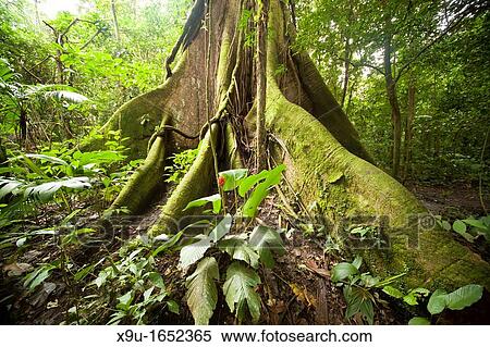 giant roots of a tree in the rainforest of Arenal Volcano National Park near La Fortuna, Costa Rica, Central America View Large Photo Image Stock Photography - giant roots of a tree in the rainforest of Arenal Volcano National Park near La Fortuna, Costa Rica, Central America. Fotosearch