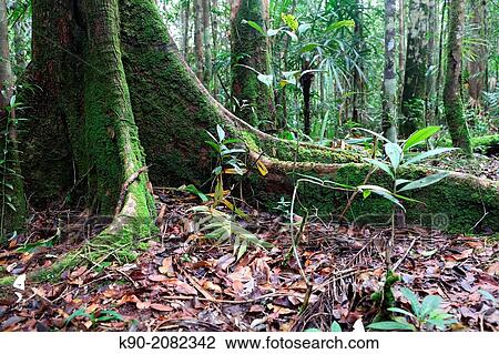 Giant roots, Papua, Indonesia, Southeast Asia. View Large Photo Image Stock Image - Giant roots, Papua, Indonesia, Southeast Asia.. Fotosearch