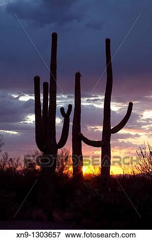 Giant Saguaros (Carnegiea gigantea), Saguaro National Park Western section, Sonora Desert, Arizona, Tucson, USA. View Large Photo Image Stock Photo - Giant Saguaros (Carnegiea gigantea), Saguaro National Park Western section, Sonora Desert, Arizona, Tucson, USA.. Fotosearch