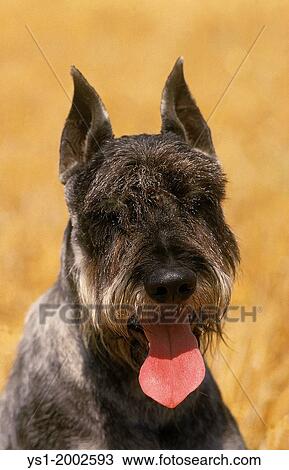 Giant Schnauzer Dog, Portrait with Tongue out (Old Standard Breed with Cut Ears). View Large Photo Image Stock Image - Giant Schnauzer Dog, Portrait with Tongue out (Old Standard Breed with Cut Ears).. Fotosearch