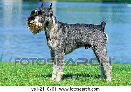 Stock Image - Giant Schnauzer, Male, (Old Standard Breed with Cut Ears).. Fotosearch
