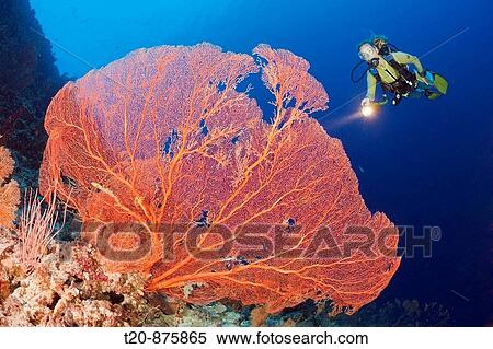Giant Sea Fan and Diver, Annella mollis, Peleliu Wall, Micronesia, Palau View Large Photo Image Stock Photography - Giant Sea Fan and Diver, Annella mollis, Peleliu Wall, Micronesia, Palau. Fotosearch