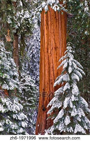 Giant Sequoia (Sequoiadendron giganteum) in winter, Giant Forest, Sequoia National Park, California USA. View Large Photo Image Stock Photograph - Giant Sequoia (Sequoiadendron giganteum) in winter, Giant Forest, Sequoia National Park, California USA.. Fotosearch