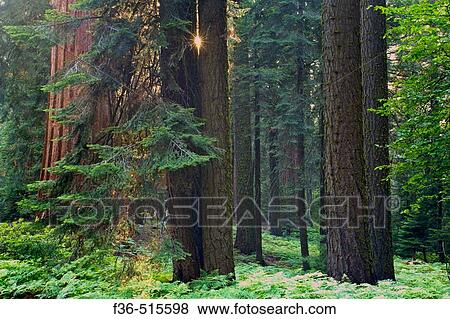 Stock Photo - Giant Sequoia tree in mixed conifer pine forest at sunset, Sequoia National Park, California. Fotosearch