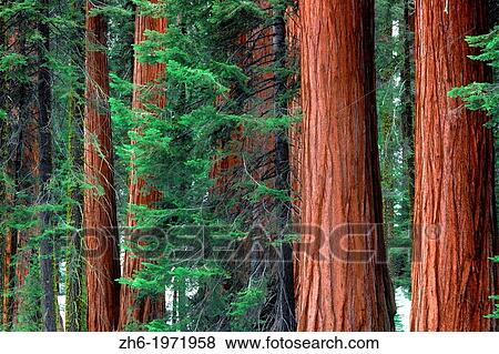 Giant Sequoias amid young pines in the Giant Forest, Sequoia National Park, California USA. View Large Photo Image Stock Photo - Giant Sequoias amid young pines in the Giant Forest, Sequoia National Park, California USA.. Fotosearch