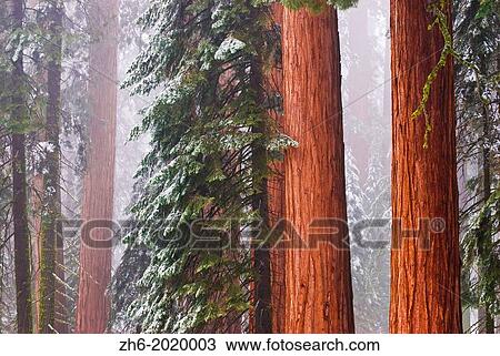Giant Sequoias (Sequoiadendron giganteum) in winter, Giant Forest, Sequoia National Park, California USA. View Large Photo Image Stock Image - Giant Sequoias (Sequoiadendron giganteum) in winter, Giant Forest, Sequoia National Park, California USA.. Fotosearch
